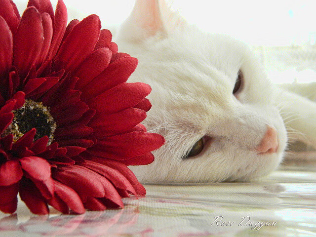 巴拉圭压哨绝杀威尔士，罗德里戈状态火热成关键先生